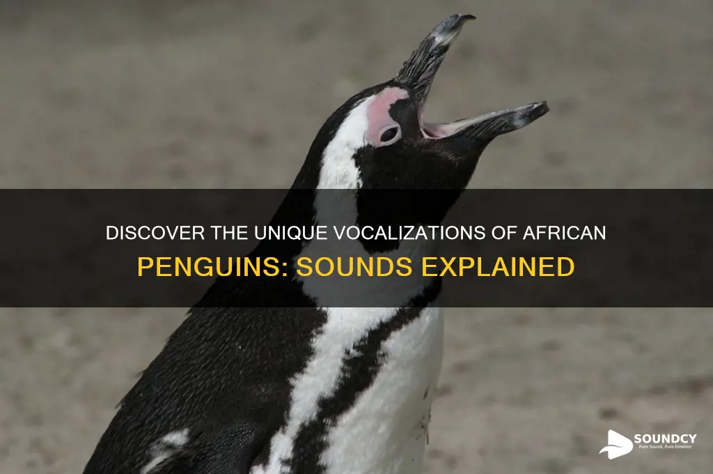 how do african penguins sound