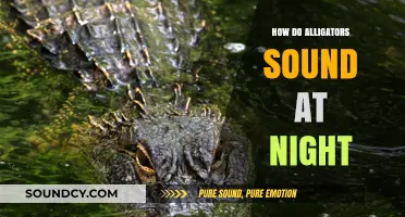 Unveiling the Mysterious Nighttime Calls of Alligators in the Wild