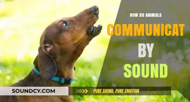 Unveiling the Sonic Language: How Animals Communicate Through Sound