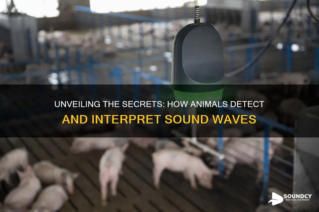 how do animals detect sound