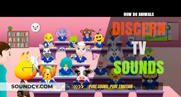 How Animals Decode and React to TV Sounds: A Fascinating Insight