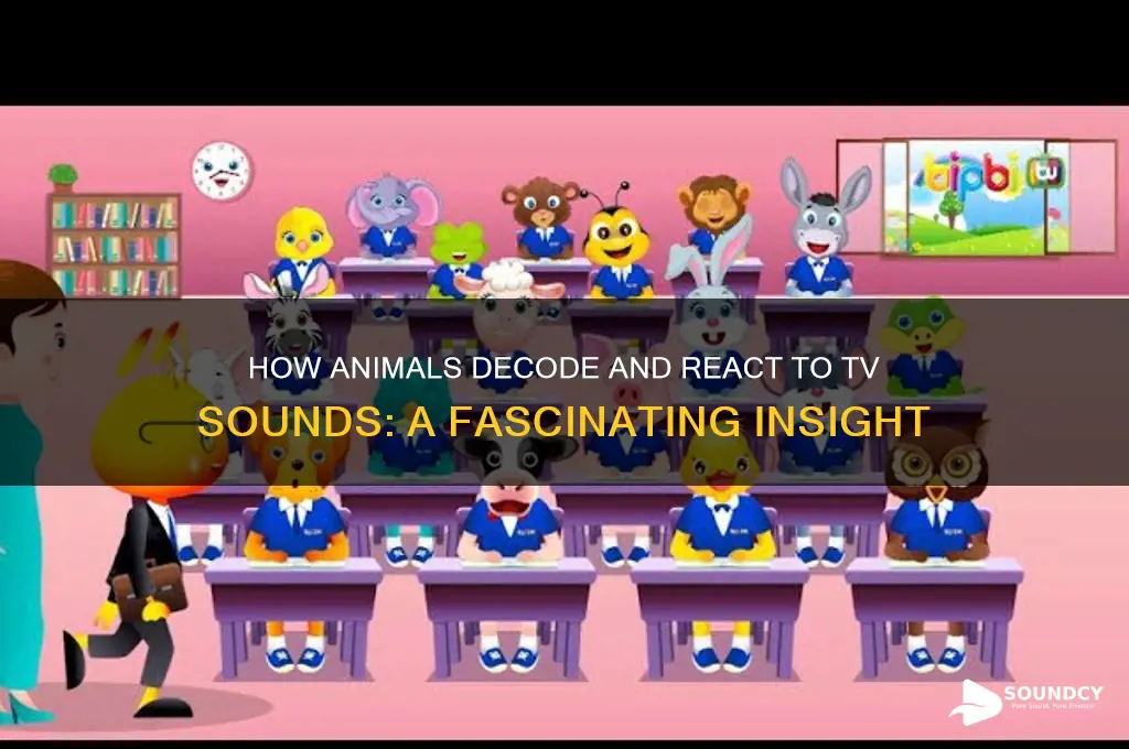 how do animals discern tv sounds