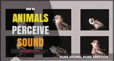 Unveiling the Unique World of Animal Hearing and Sound Perception