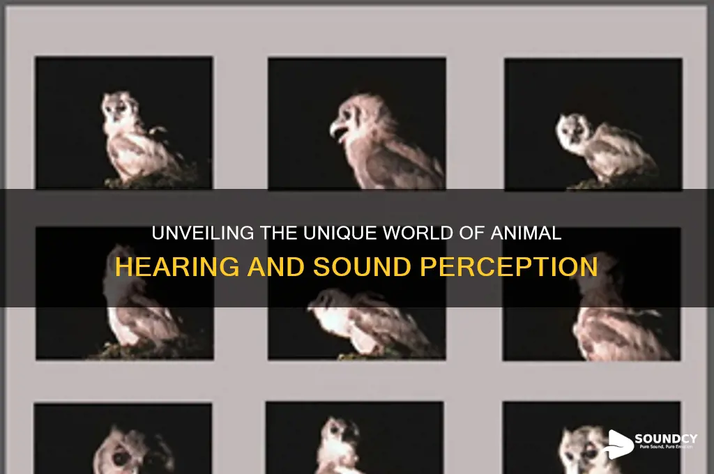how do animals perceive sound