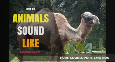 Exploring the Unique Sounds of Animals in the Wild