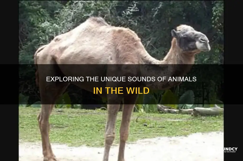 how do animals sound like