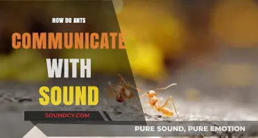 Unveiling the Acoustic World: How Ants Communicate Through Sound Waves