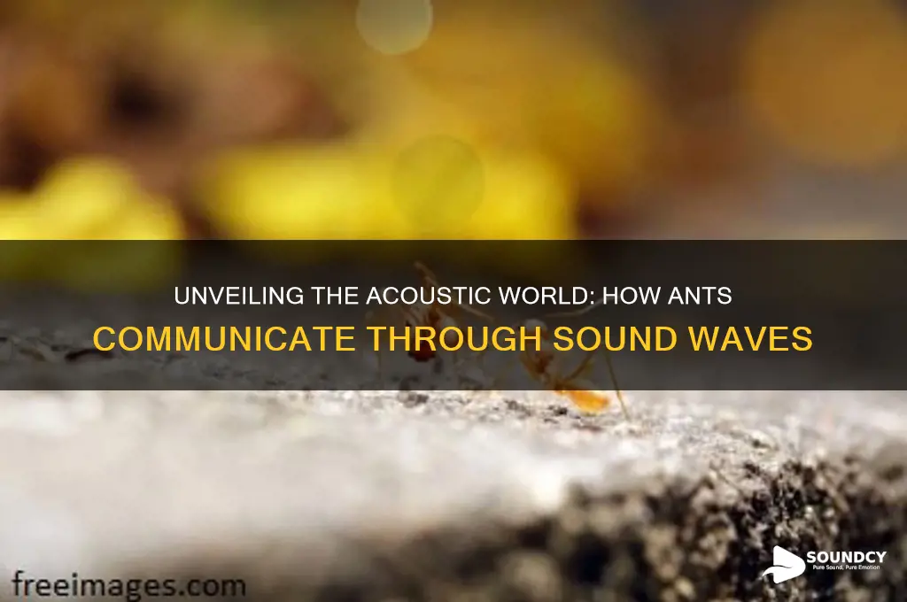 how do ants communicate with sound