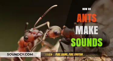 Unveiling the Surprising Ways Ants Communicate Through Sound Production