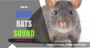 Understanding the Unique Squeaks and Sounds of Baby Rats