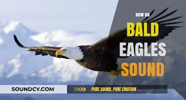 The Majestic Bald Eagle's Unique Calls: Unveiling Their Vocalizations