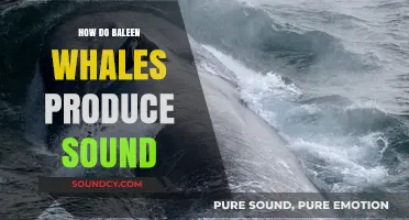 Unveiling the Mystery: How Baleen Whales Create Their Unique Sounds
