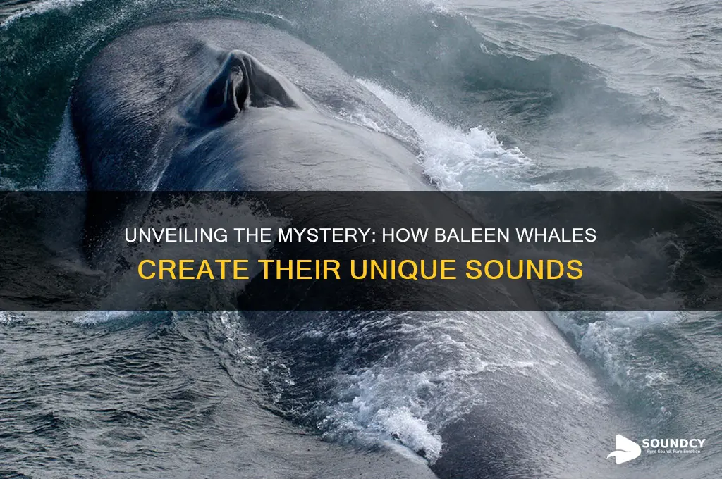 how do baleen whales produce sound
