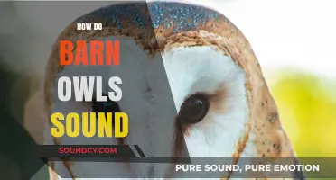 Unveiling the Eerie Calls: How Do Barn Owls Sound?