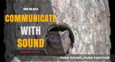 Unveiling the Sonic Secrets: How Bats Communicate Through Sound Waves