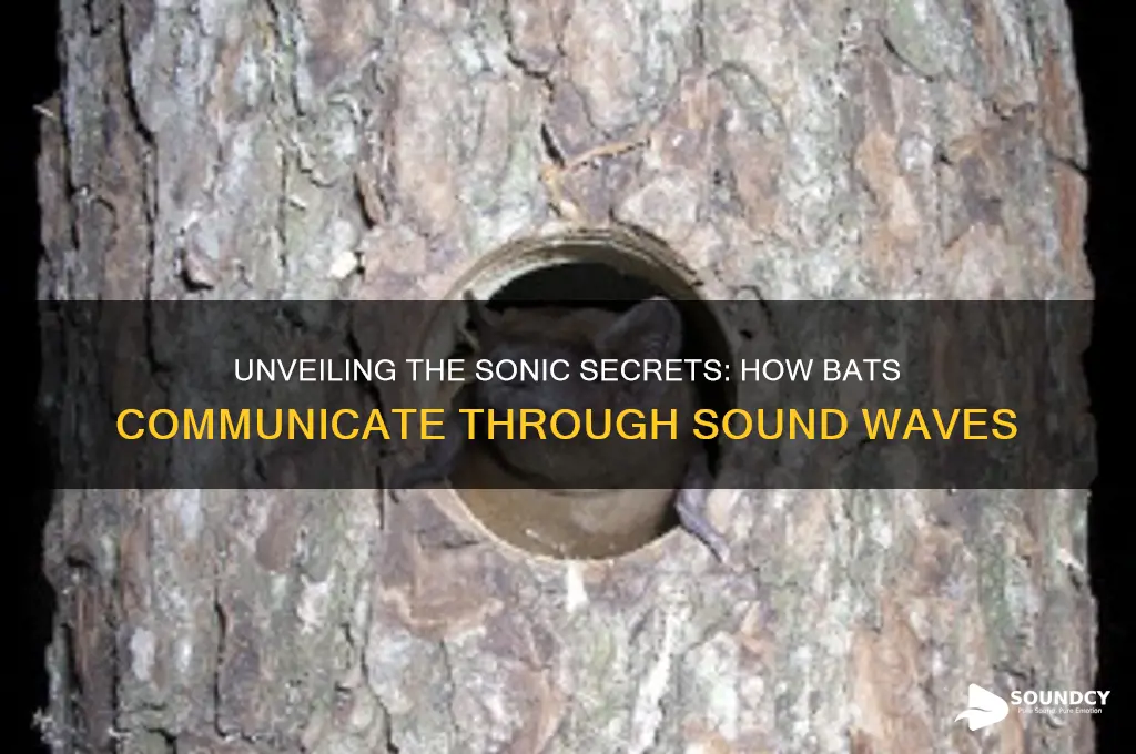 how do bats communicate with sound