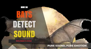 Unveiling the Secrets: How Bats Master Sound Detection in Darkness