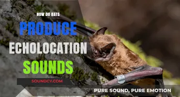 Unveiling the Mystery: How Bats Generate Echolocation Sounds