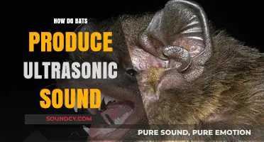 Unveiling the Mystery: How Bats Generate Ultrasonic Sound Waves