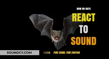 How Bats Navigate and Hunt Using Echolocation: A Sonic Exploration