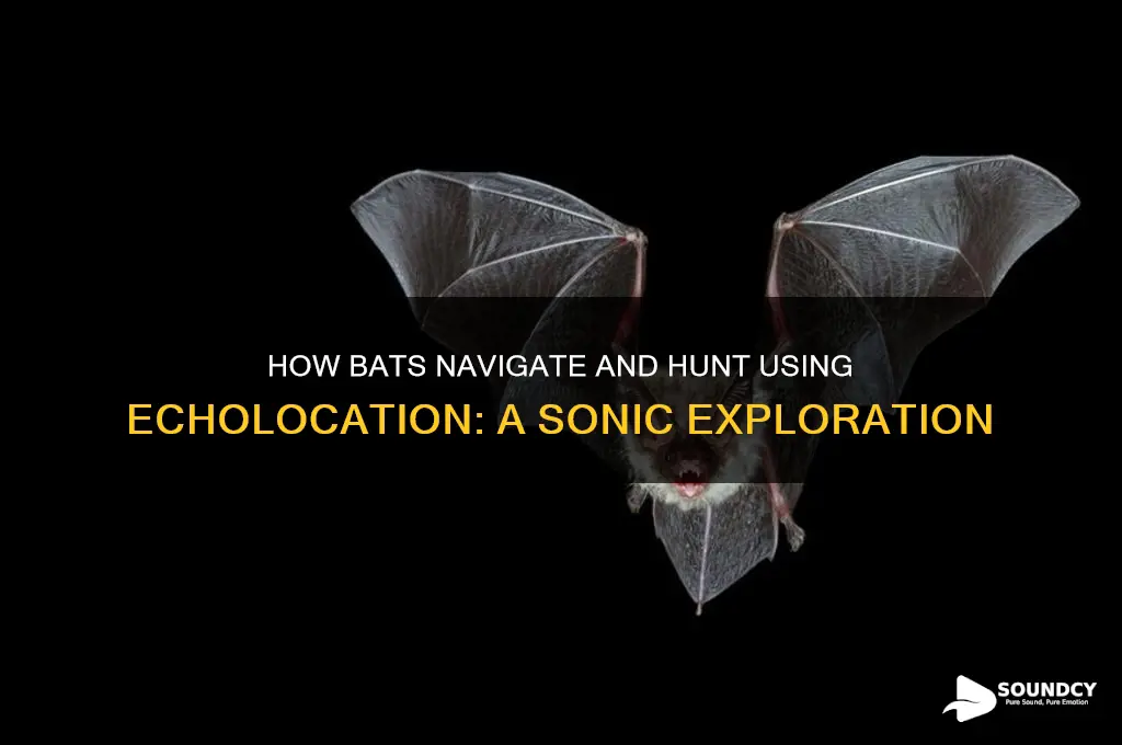 how do bats react to sound