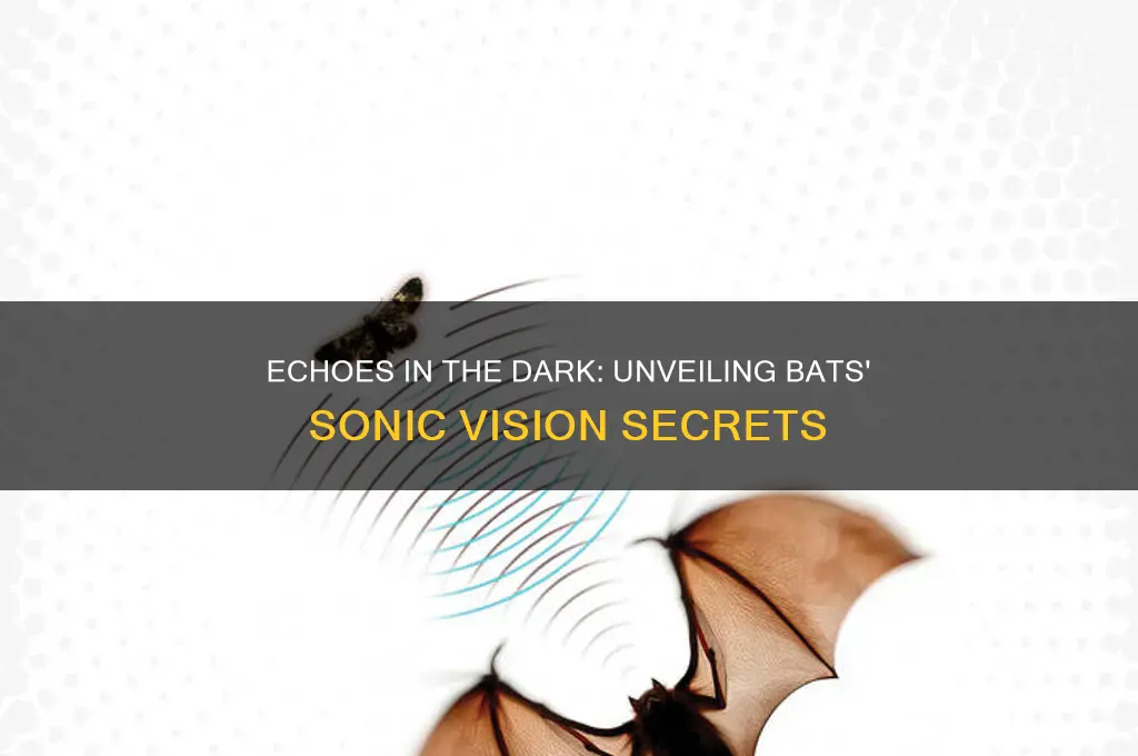 how do bats see with sound