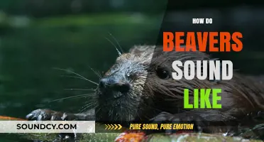 Unveiling the Unique Vocalizations: What Sounds Do Beavers Make?
