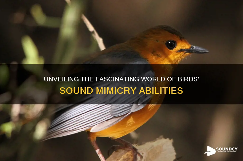 how do bird mimic sounds