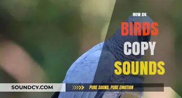 How Birds Mimic Sounds: The Science Behind Avian Vocal Imitation