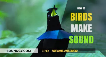 Unveiling the Science Behind Birds' Melodic Vocalizations and Sounds
