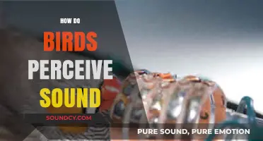 Unveiling the Avian Auditory World: How Birds Perceive and Process Sound