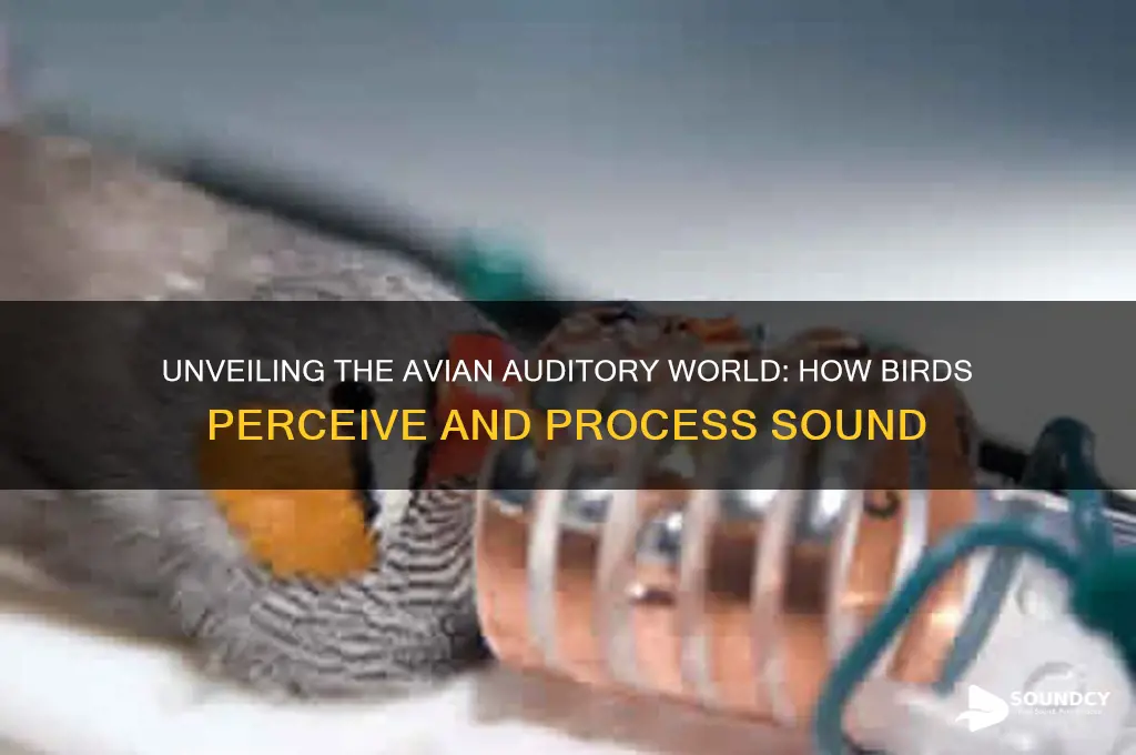 how do birds perceive sound