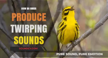 Unveiling the Science Behind Birds' Enchanting Twirp Production