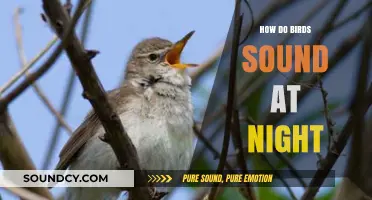 Nighttime Birdsong: Exploring the Mysterious Sounds of Birds After Dark