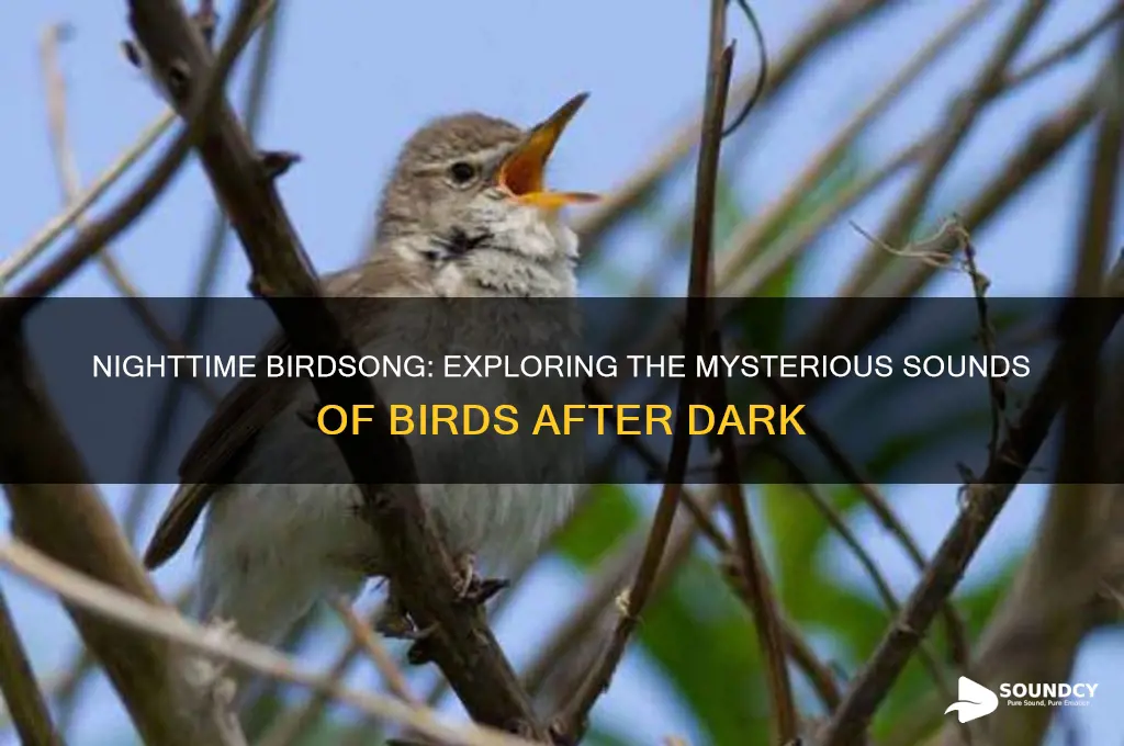 how do birds sound at night