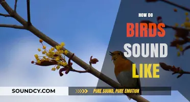 Exploring the Unique and Varied Sounds of Birds in Nature