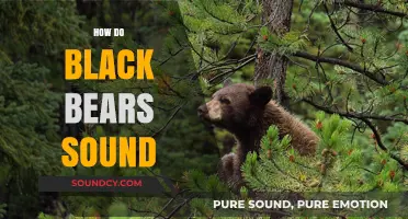 Unveiling the Unique Vocalizations of Black Bears in the Wild