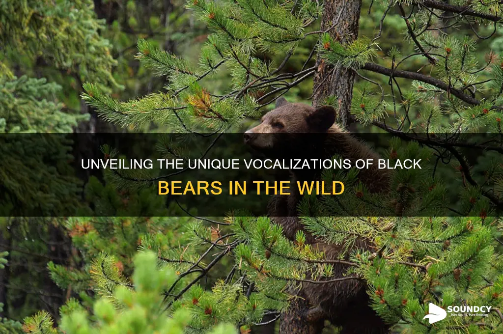how do black bears sound