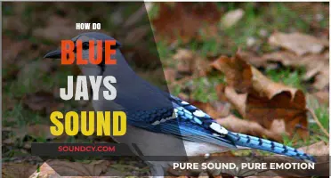 Exploring the Unique Calls and Songs of Blue Jays in Nature