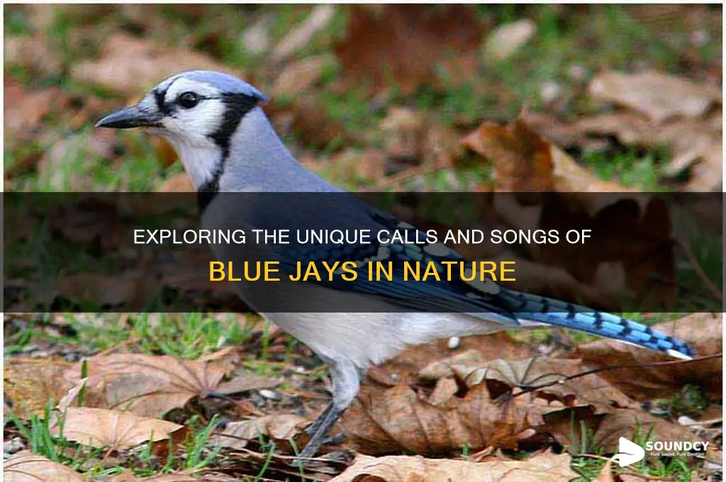 how do blue jays sound