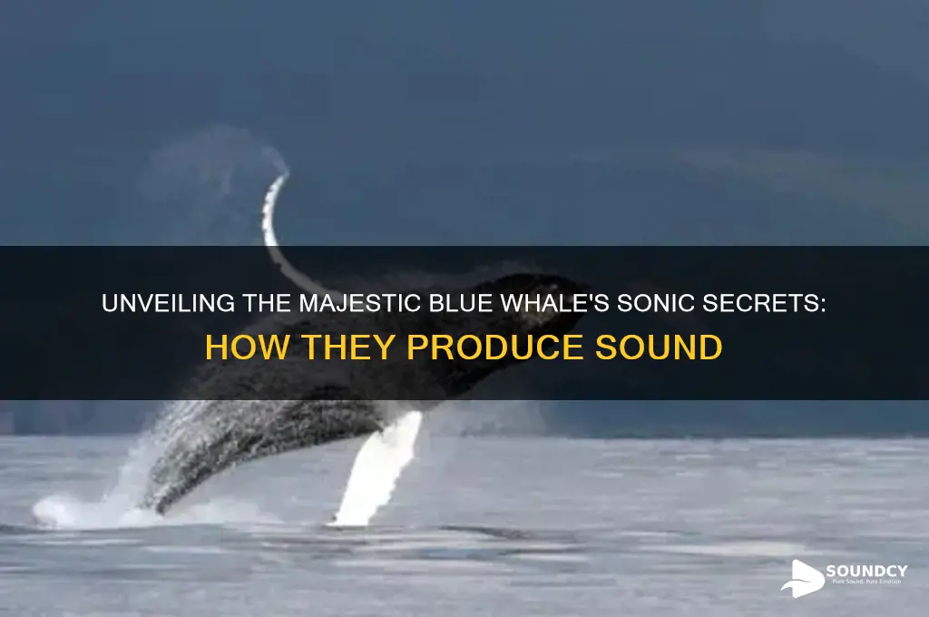 how do blue whales produce sound