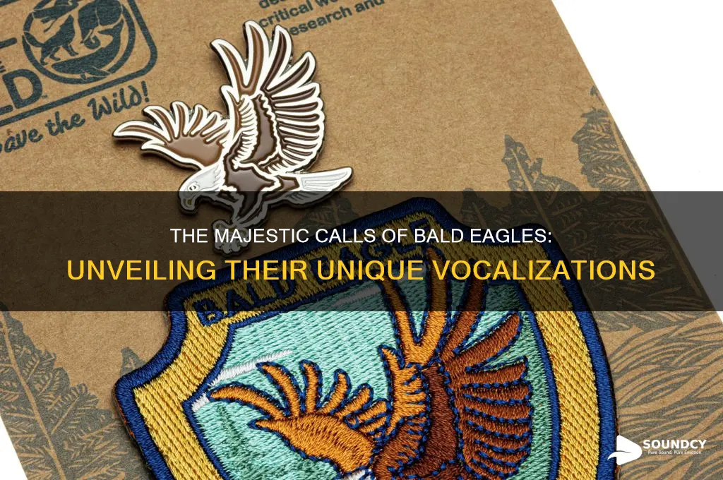 how do boad eagles sound