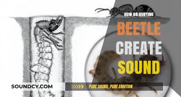 Unveiling the Unique Acoustic Secrets of Burying Beetles' Sound Production