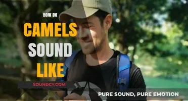 Unveiling the Unique Vocalizations: What Sounds Do Camels Make?