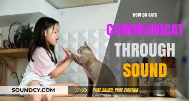 Decoding Feline Vocalizations: How Cats Communicate Through Sound