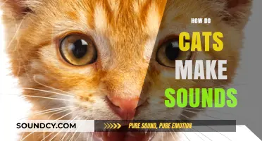 Understanding the Unique Vocalizations: How Cats Produce Their Sounds