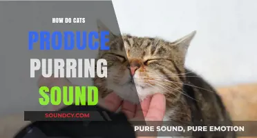 The Science Behind Cats' Purring: How Felines Create Their Signature Sound