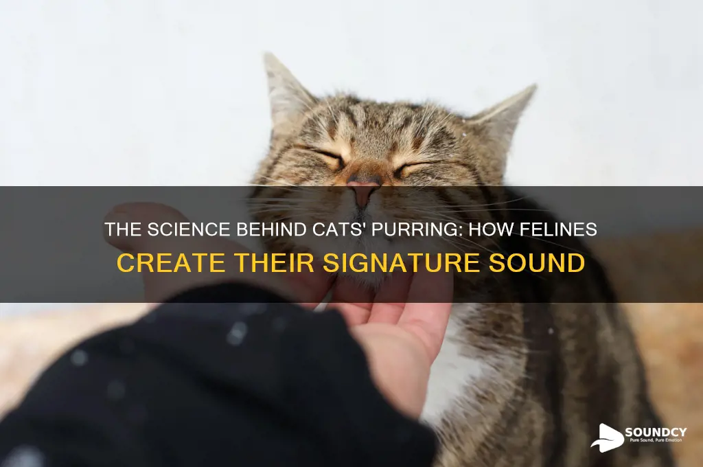 how do cats produce purring sound