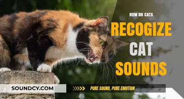 Decoding Feline Communication: How Cats Recognize and Interpret Cat Sounds