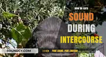 Understanding the Unique Vocalizations of Cats During Mating Encounters